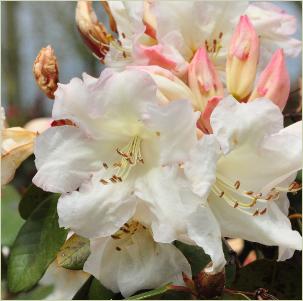 RhododendronElfenbeinkruisingRAdriaanKosterxRwilliamsianumcloseup