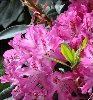 RhododendronEtoiledeSleidinge1