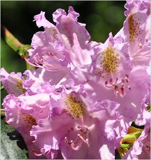 RhododendronEverestianumcloseupvnn