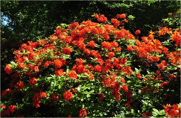 RhododendronFireglowKnapHillExburyazaleahabitus