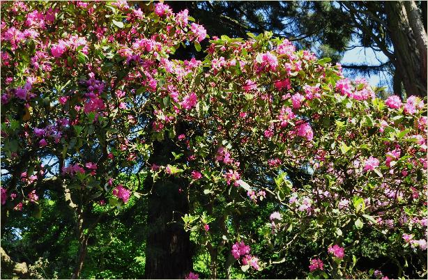 RhododendronFlorenceSarahSmithhabitus