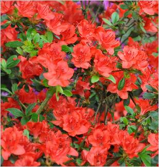 RhododendronFridolinabloemenfoto