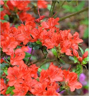 RhododendronFridolinabloemenjapanseazalea
