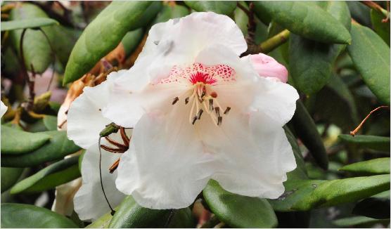 RhododendronGartendirectorRiegerkruisingRAdriaanKosterxRwilliamsianum2