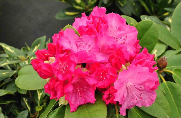 RhododendronGermaniabloemencloseup2