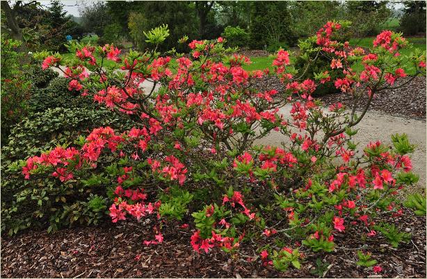 Rhododendron 'Gloire de Belgique'Harde Gentse azalea