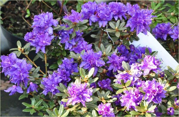 Rhododendron 'Gristede' 2