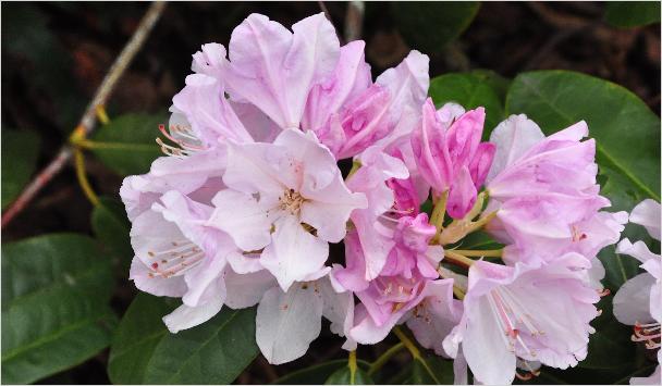 Rhododendron 'Herkules' fotobloem