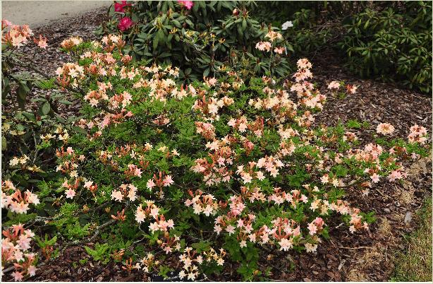 RhododendronHeroinePlenahabitus