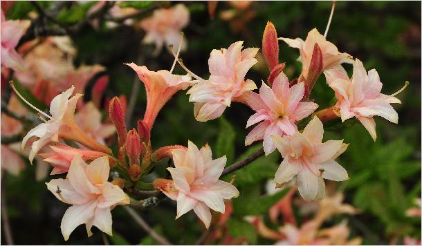 Rhododendron 'Heroine Plena' bloemenfoto