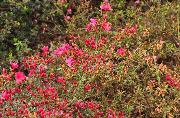RhododendronHinodigerijapanseazalea