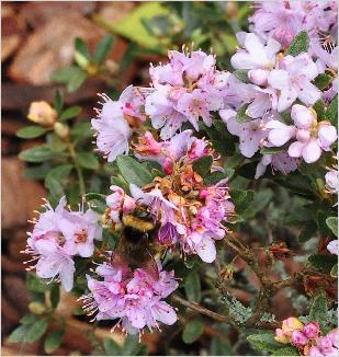 RhododendronimpeditumAlbumhumblebee