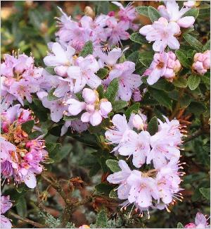 RhododendronimpeditumAlbumvn
