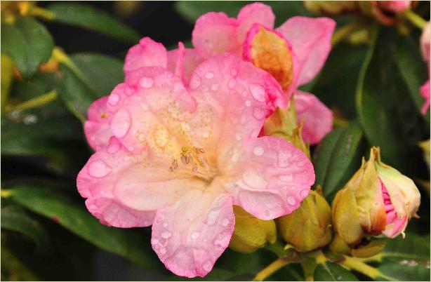 RhododendronPercyWisemanbloemvnnn