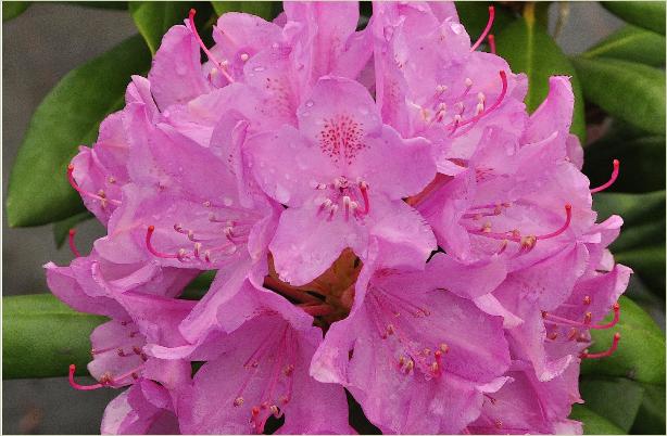 RhododendronRoseumEleganscloseupvn