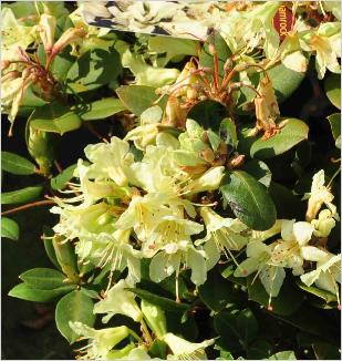 RhododendronShamrock2