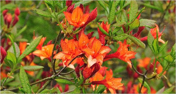 Rhododendron 'Souvenir du President Carnot ' Harde Gentse azalea 2