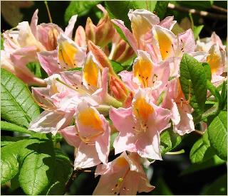 RhododendronxjaponicumCharlesRogier2