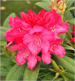 RhododendronxYakushimanumSneezybloem