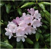 RhododendronYakuQueenRKingTutxRyakushimanumKoichiroWadavn