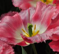 Tulipa 'Lingerie' closeup vnn
