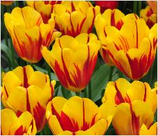 Tulipa 'Washington Orange' group vnn